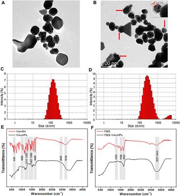 Reduced Genotoxicity of Gold Nanoparticles With Protein Corona in Allium cepa